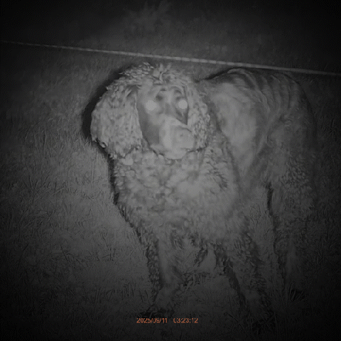 Best Digital Night Vision Binoculars Under $300 |CIGMAN